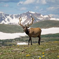 wildlife